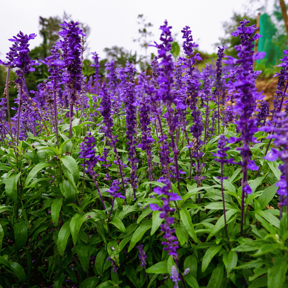 Salvia spp.png